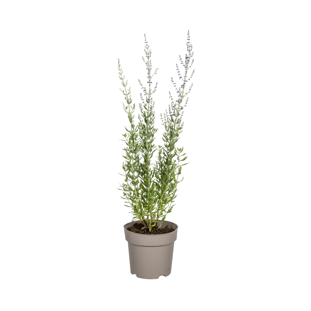 Perovskia atriplicifolia Ø19cm - ↕50 - 60cm - Botanic-Vibes