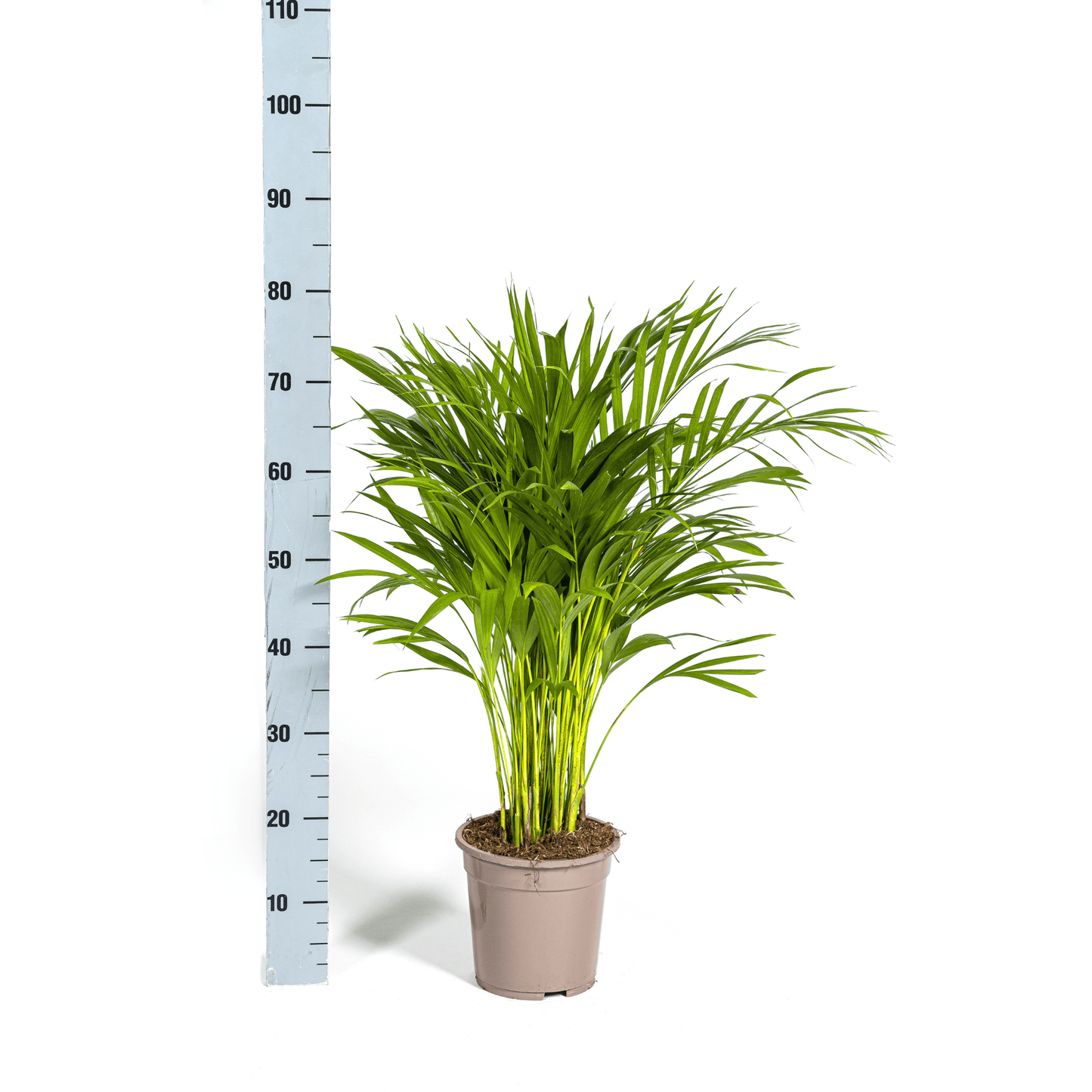 Dypsis Areca Lutescens Ø19cm - ↕80 - 100cm - Botanic-Vibes