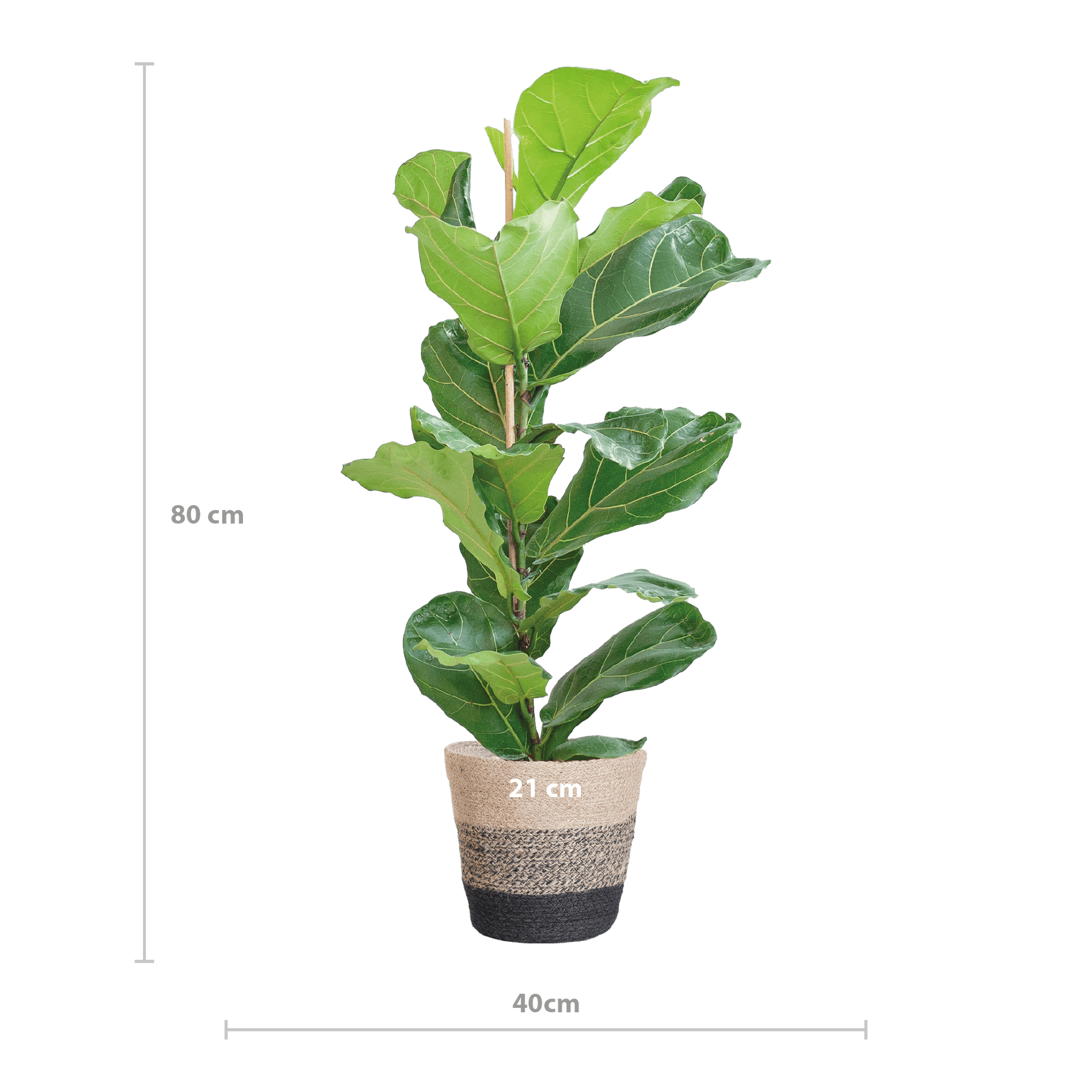 Ficus Lyrata mit Korb Lissabon schwarz - 80cm - Ø21 - Botanic-Vibes