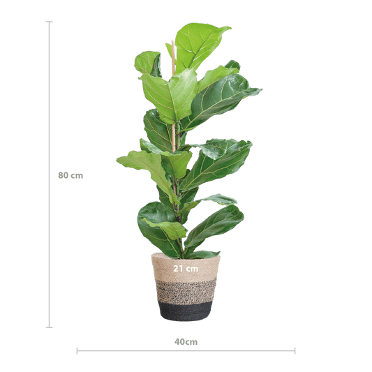 Ficus Lyrata mit Korb Lissabon schwarz - 80cm - Ø21 - Botanic-Vibes