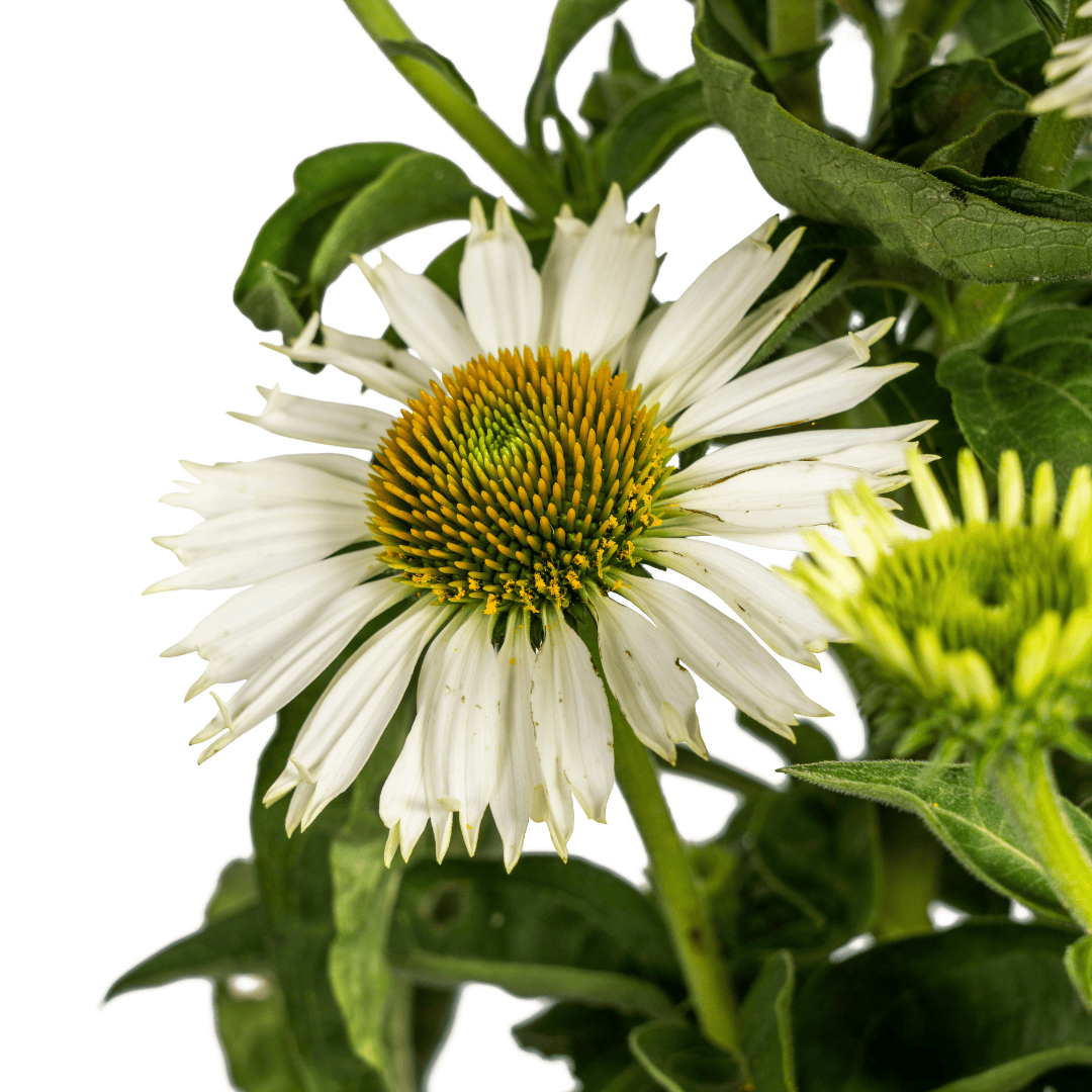 Echinacea purpurea White Ø19cm - ↕60 - 70cm - Botanic-Vibes