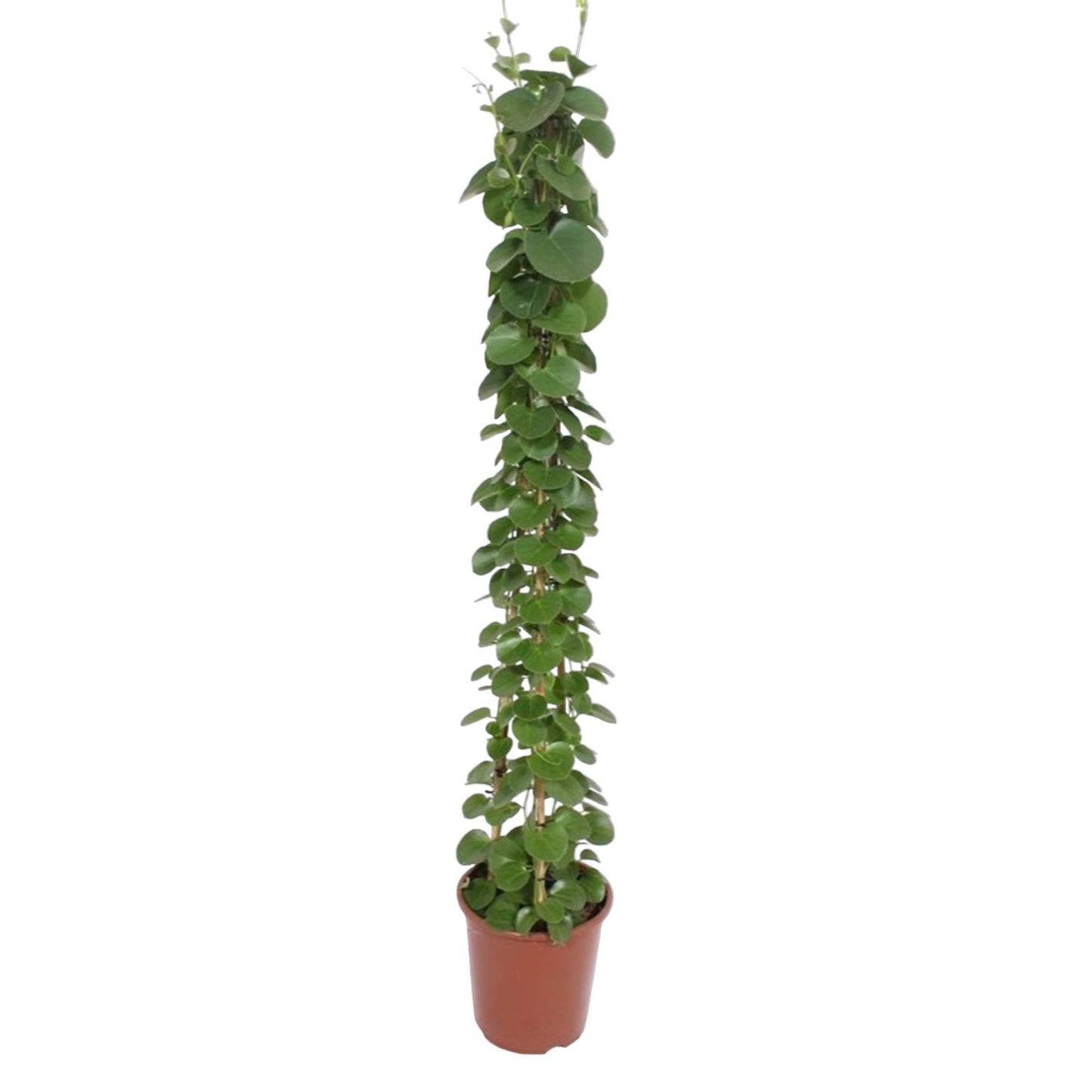Cissus rotundifolia Pyramide – 160 cm – Ø27