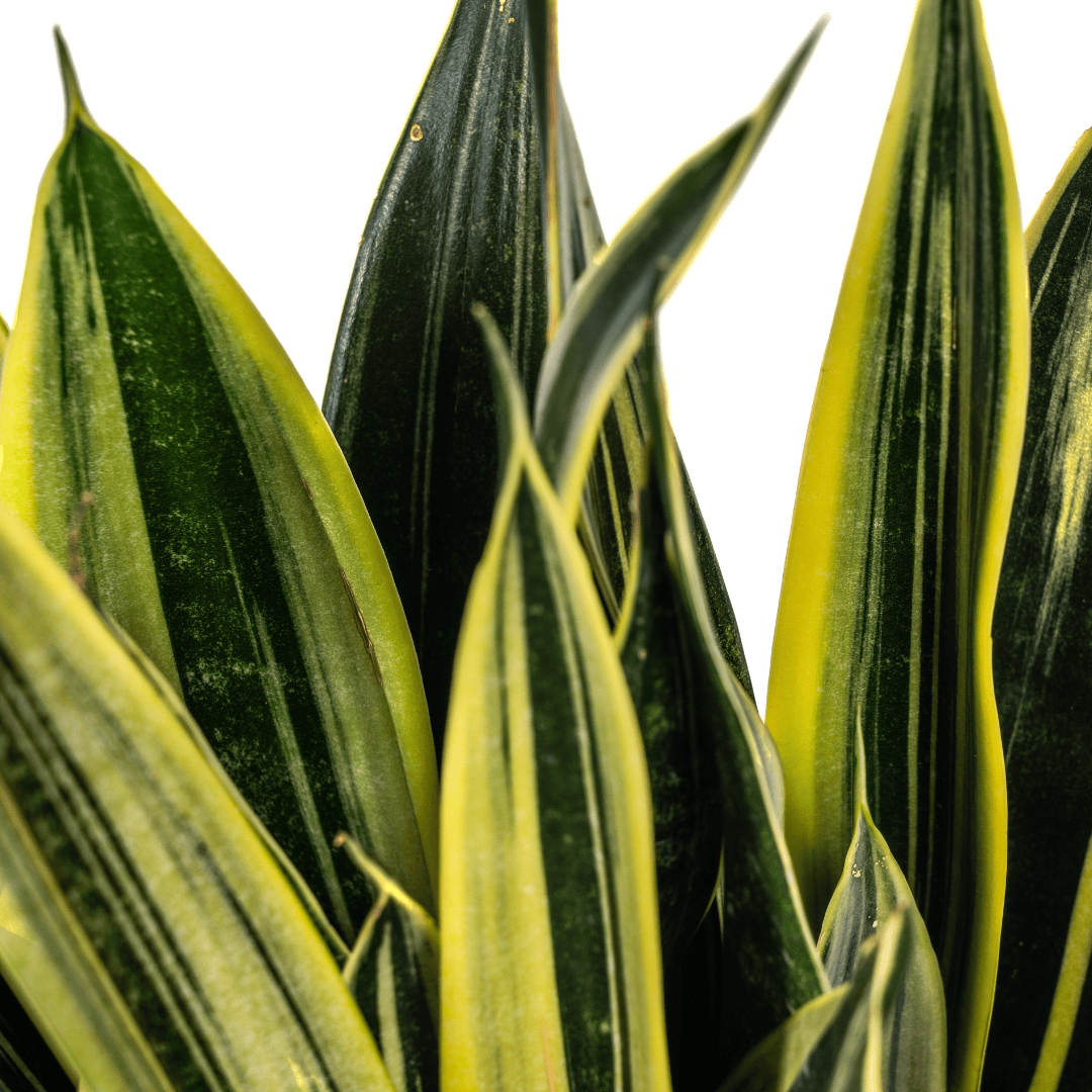 Sansevieria Trifasciata Canary Ø17cm - ↕45 - 55cm - Botanic-Vibes
