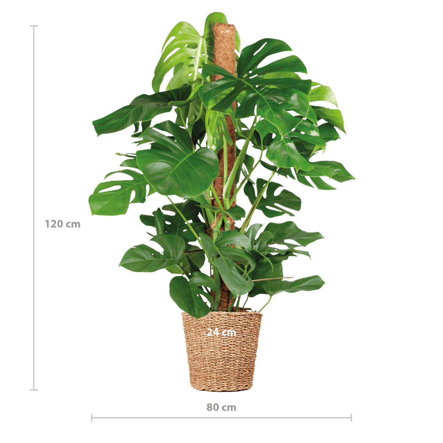 Monstera Deliciosa XL mit Torun-Korb – 120 cm – Ø24 - Botanic-Vibes