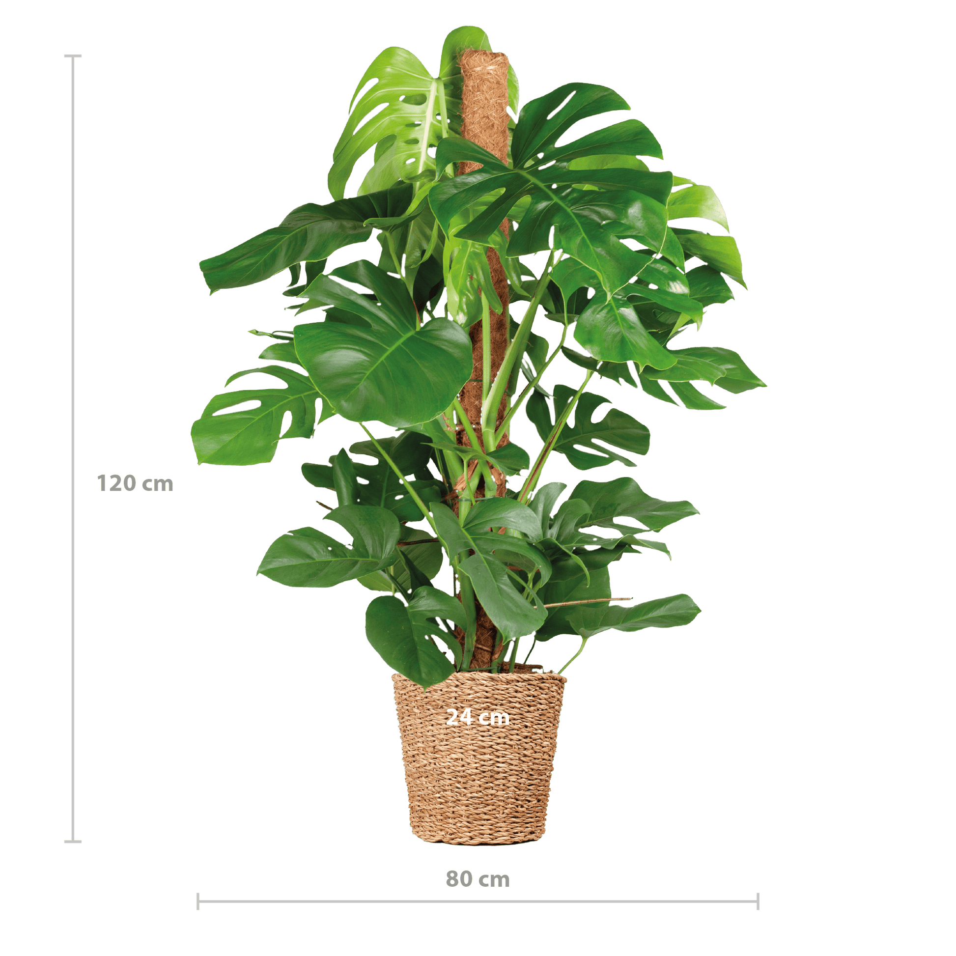 Monstera Deliciosa XL mit Torun-Korb – 120 cm – Ø24 - Botanic-Vibes