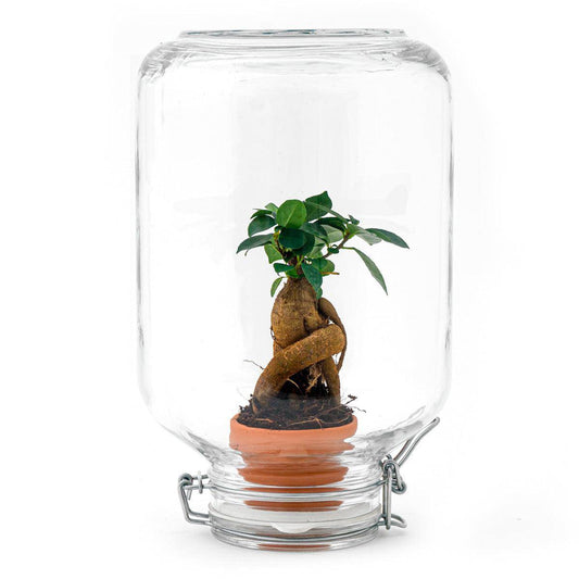Easyplant – Ficus Ginseng Bonsai - Botanic-Vibes