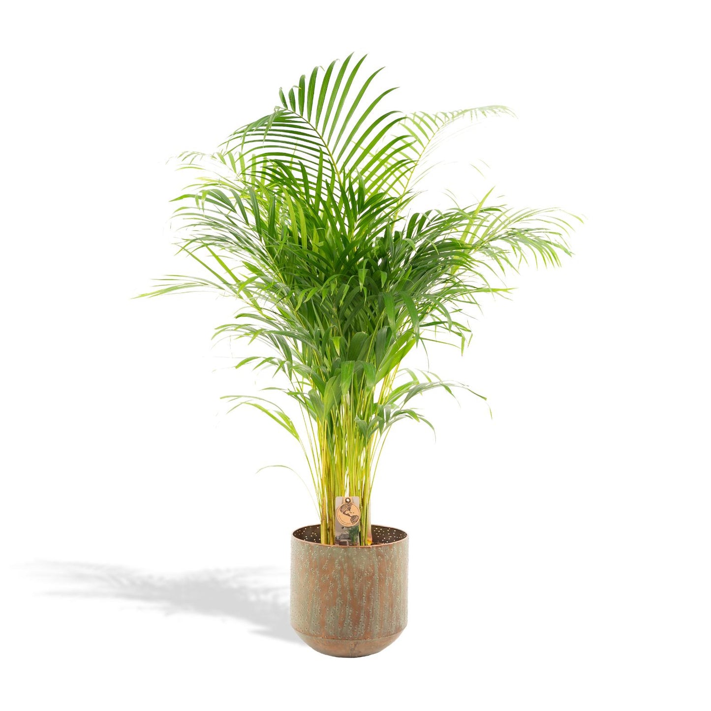 Areca-Palme mit Topf – 110 cm – Ø21