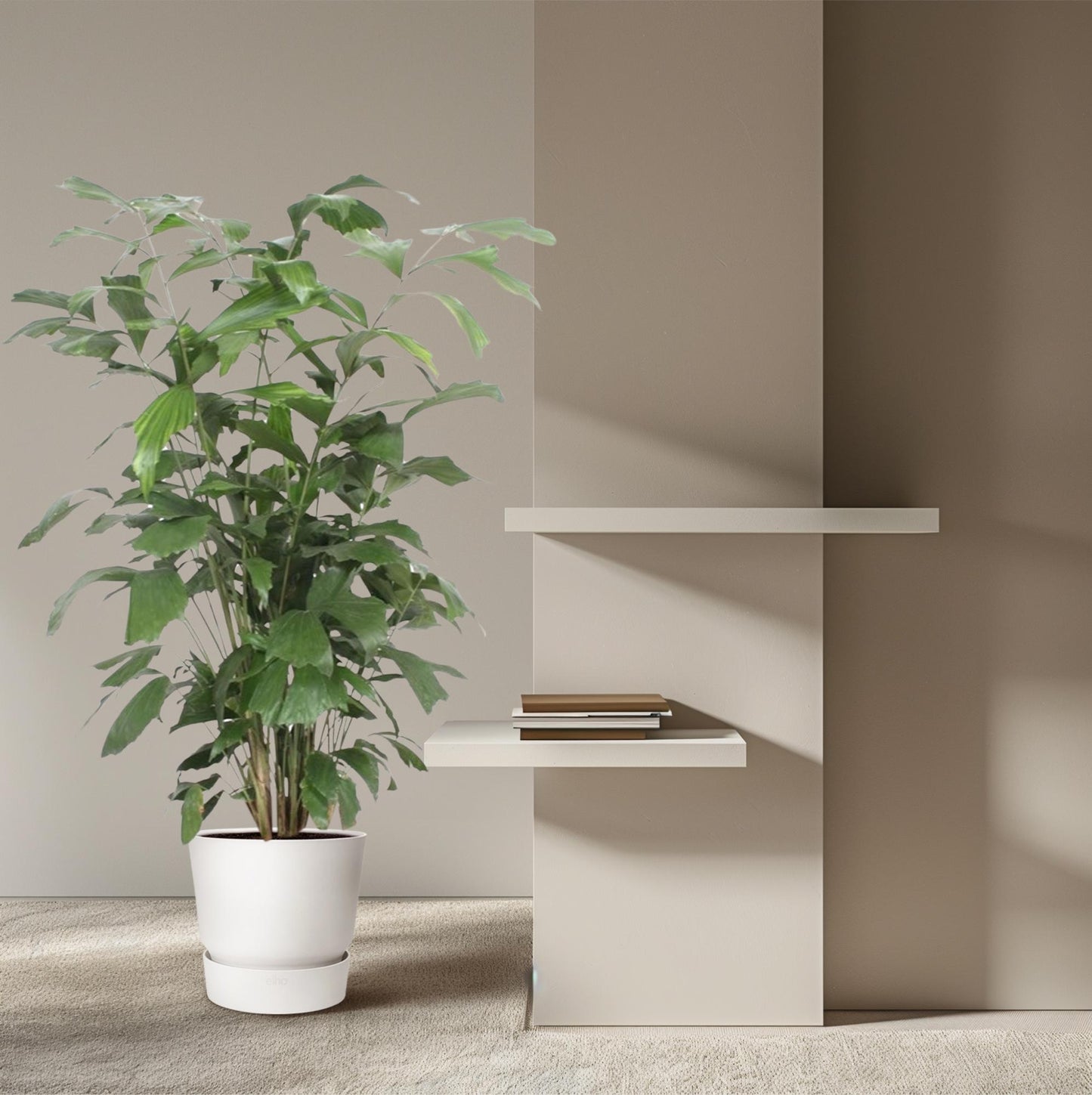 Caryota mitis – 140 cm – Ø27