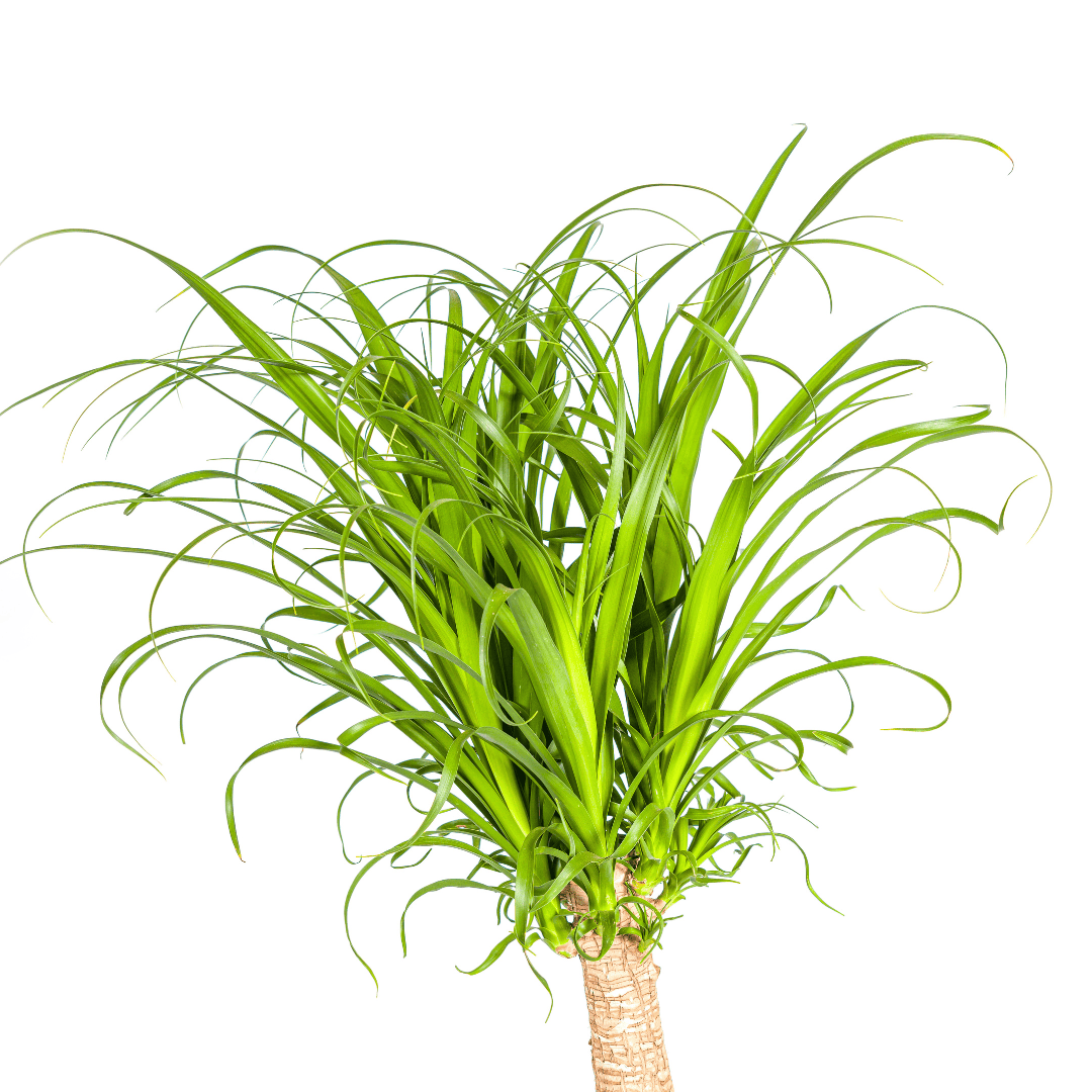 Beaucarnea Recurvata Stamm Ø27cm - ↕110 - 130cm - Botanic-Vibes