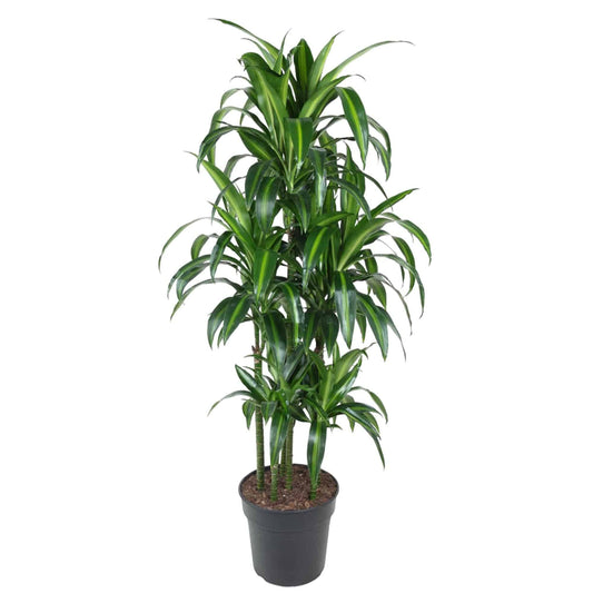 Dracaena hawaiiana carrousel – 150 cm – ø31 - Botanic-Vibes