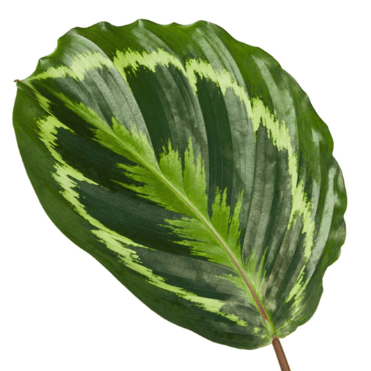 Calathea Medallion – 80 cm – ø24 - Botanic-Vibes