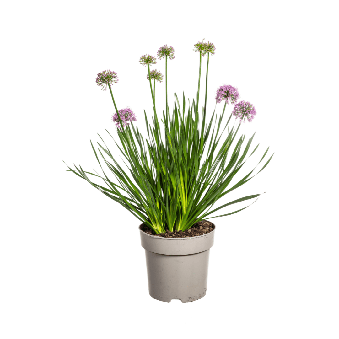 Allium senescens Millenium Ø19 cm - ↕60 cm - Botanic-Vibes