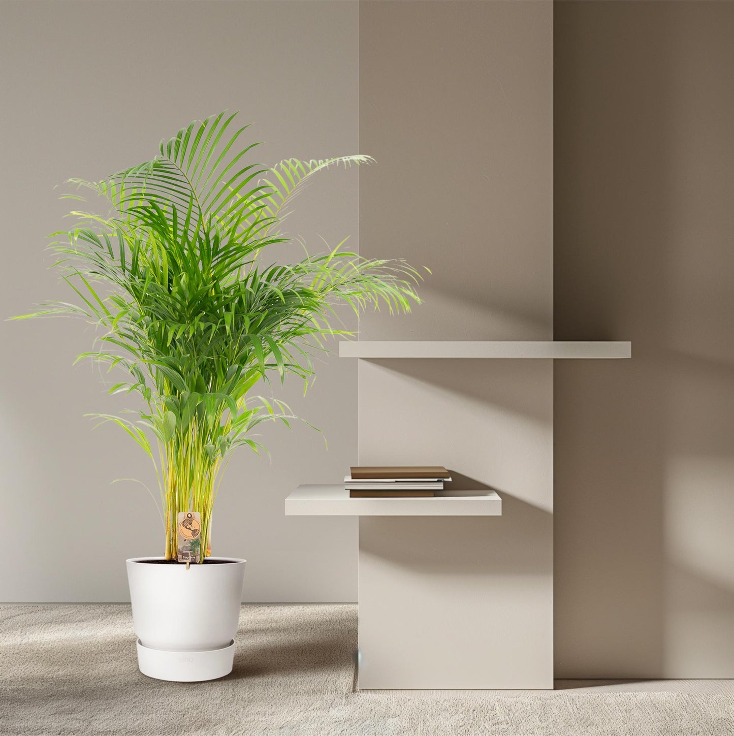 Areca-Palme – Ø21 cm – 130 cm