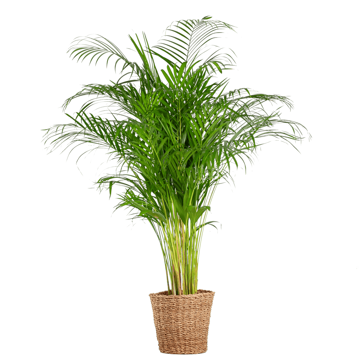 Areca-Palme (Dypsis) XL mit Korb Torun – 120 cm – Ø24 - Botanic-Vibes