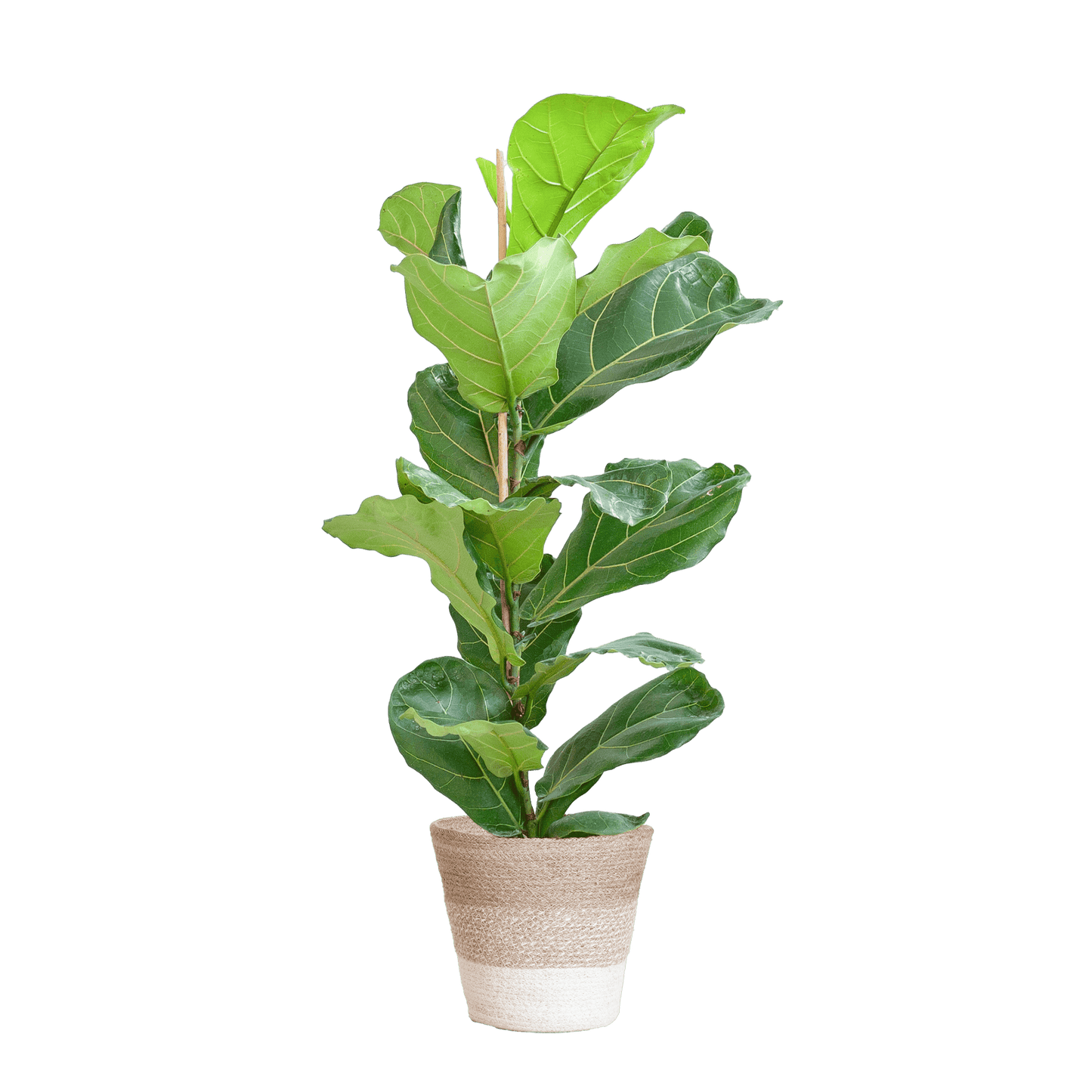 Ficus Lyrata mit Korb Lissabon weiß - 80cm - Ø21 - Botanic-Vibes