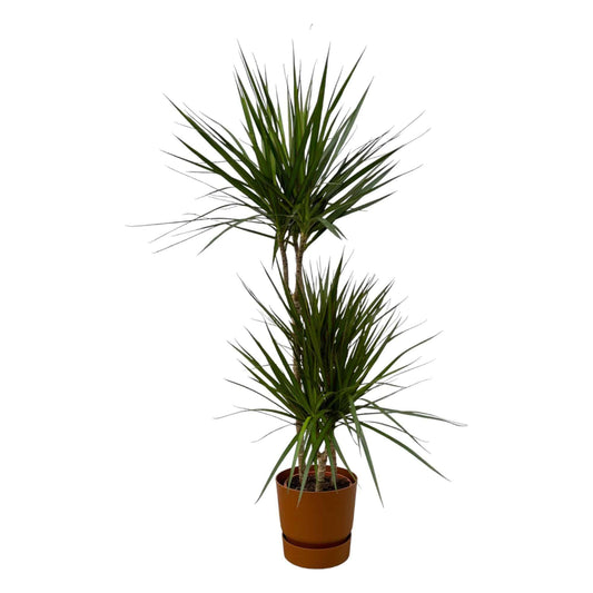 Dracaena Marginata – 120 cm – Ø21 inkl. elho Greenville Round Braun D24×H23 - Botanic-Vibes