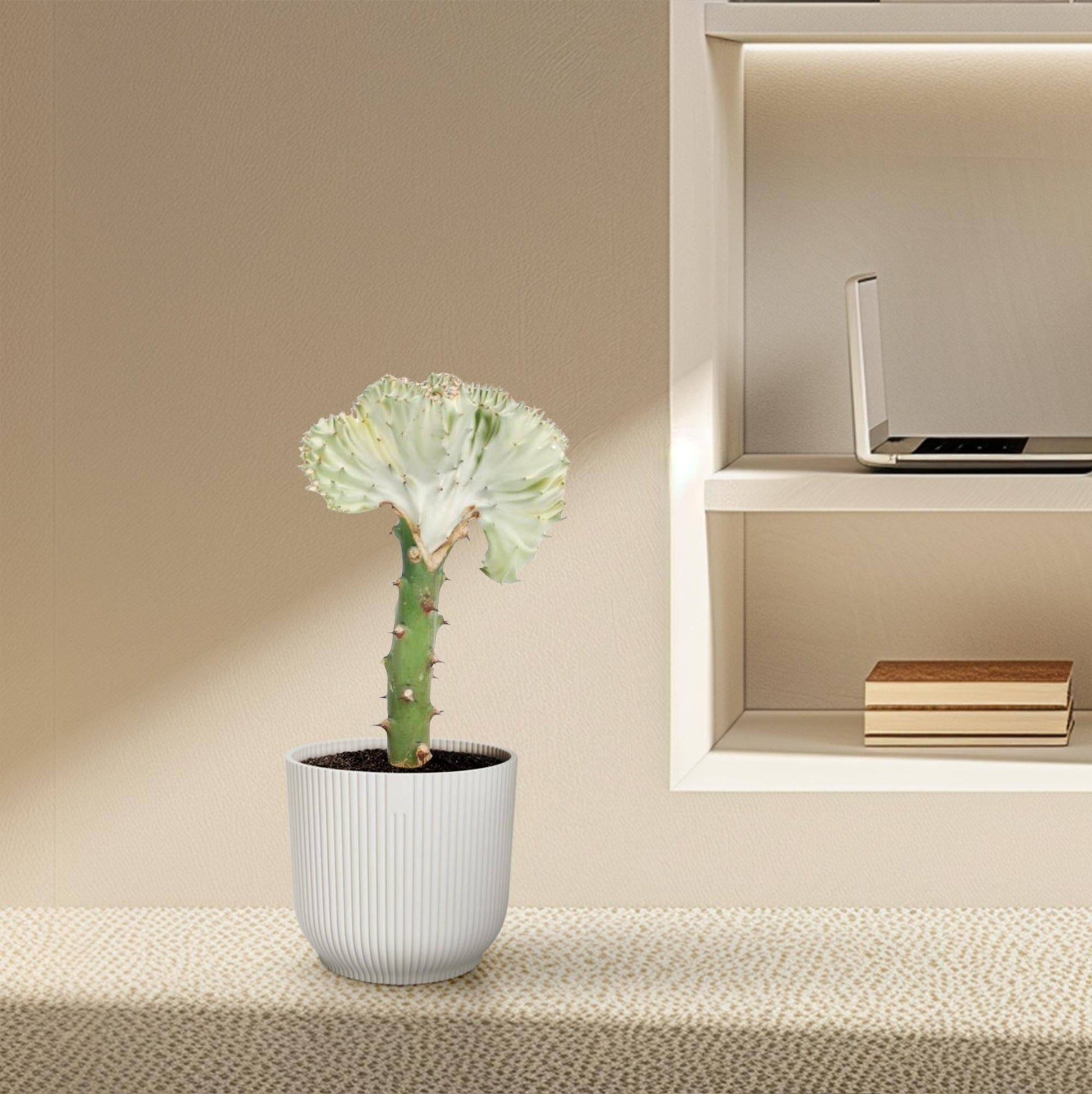 Euphorbia lactea cristata weiß – 30 cm – Ø10,5 - Botanic-Vibes