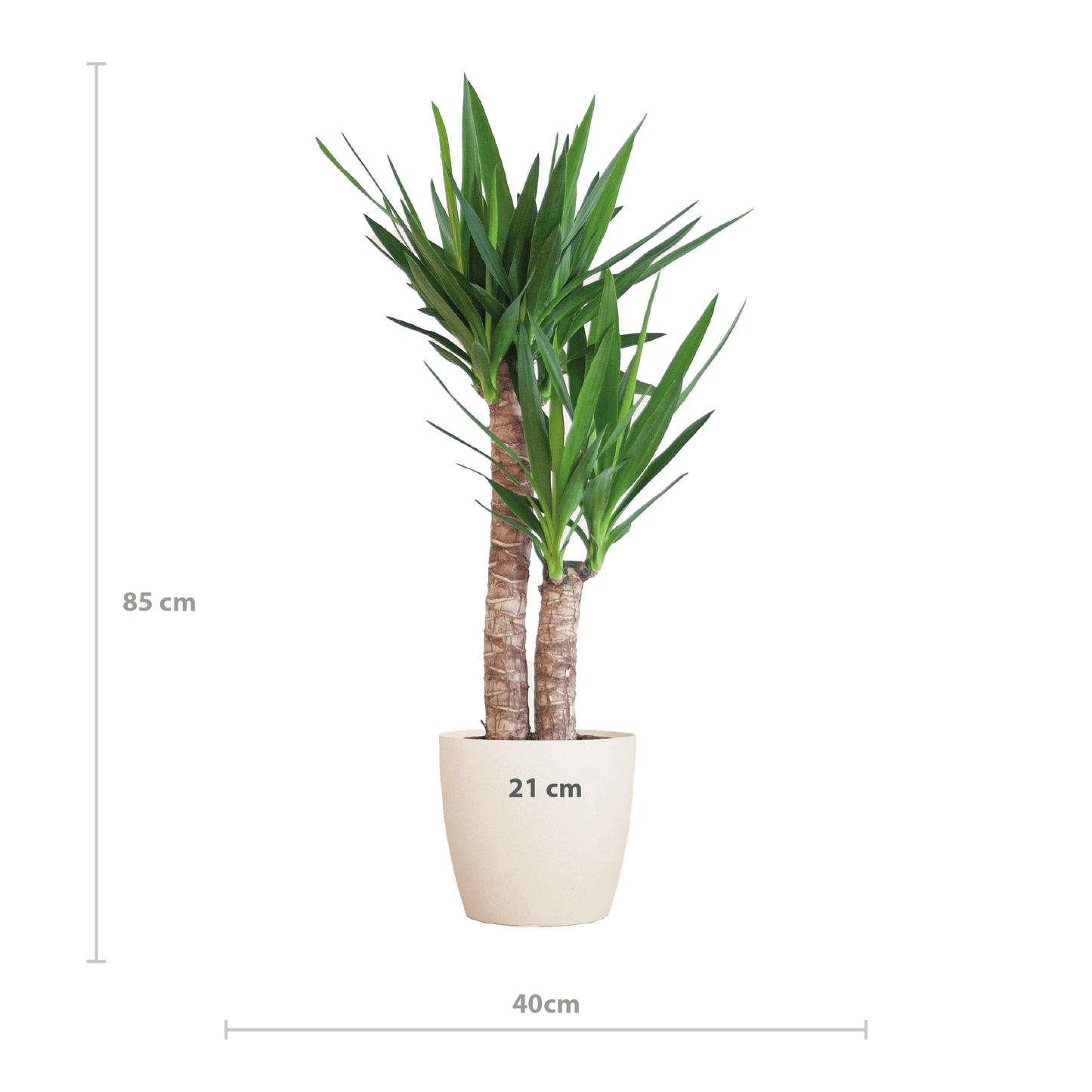 Yucca Elephantipes mit Viber weiß - 90cm - Ø21 - Botanic-Vibes