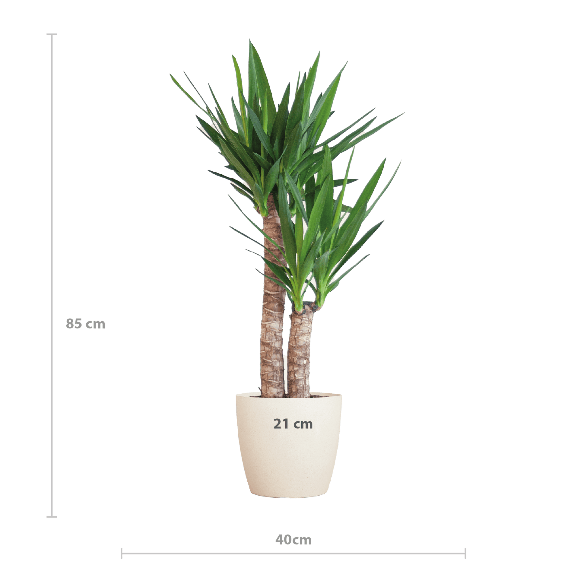 Yucca Elephantipes mit Viber weiß - 90cm - Ø21 - Botanic-Vibes