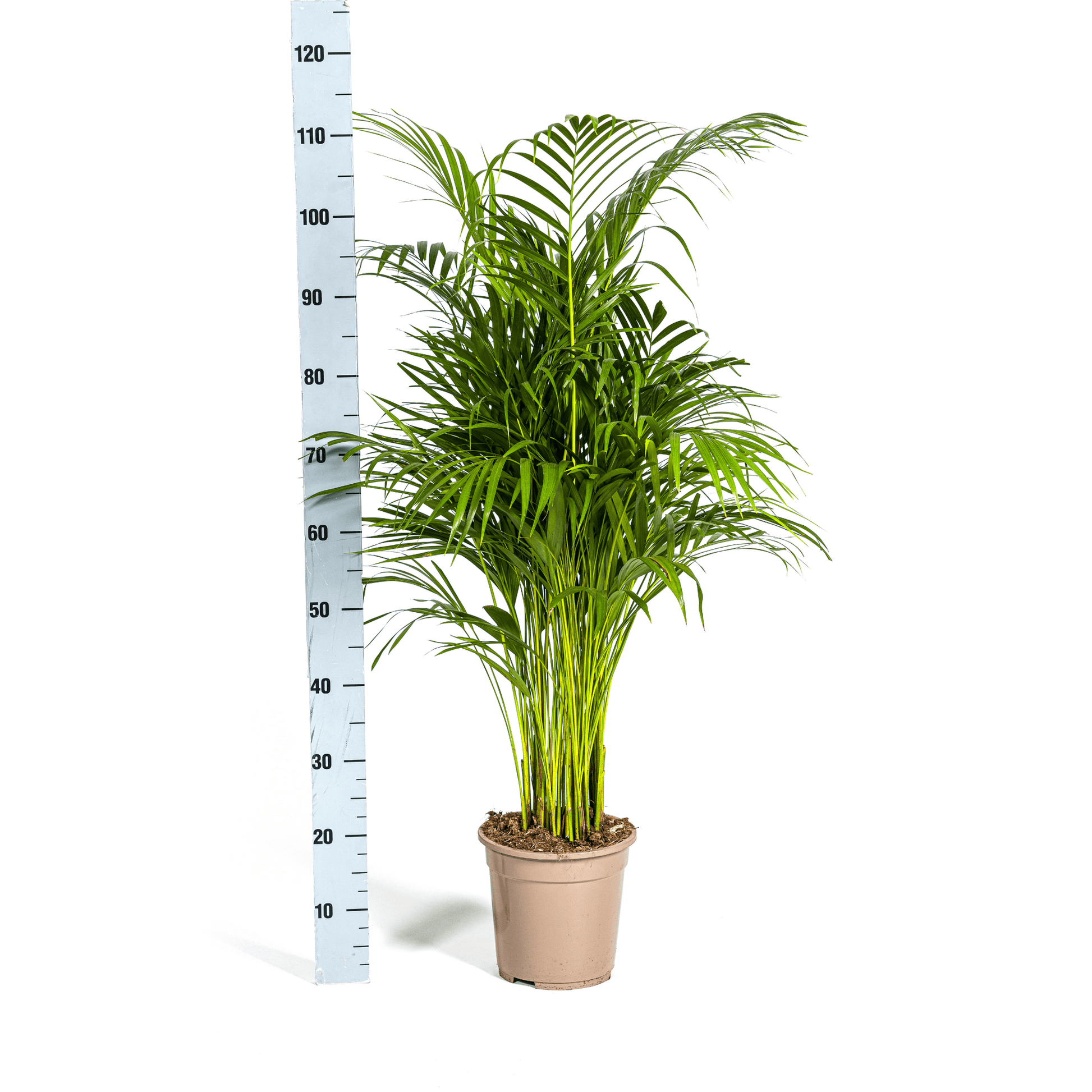 Dypsis Areca Lutescens Ø21cm - ↕100 - 120cm - Botanic-Vibes