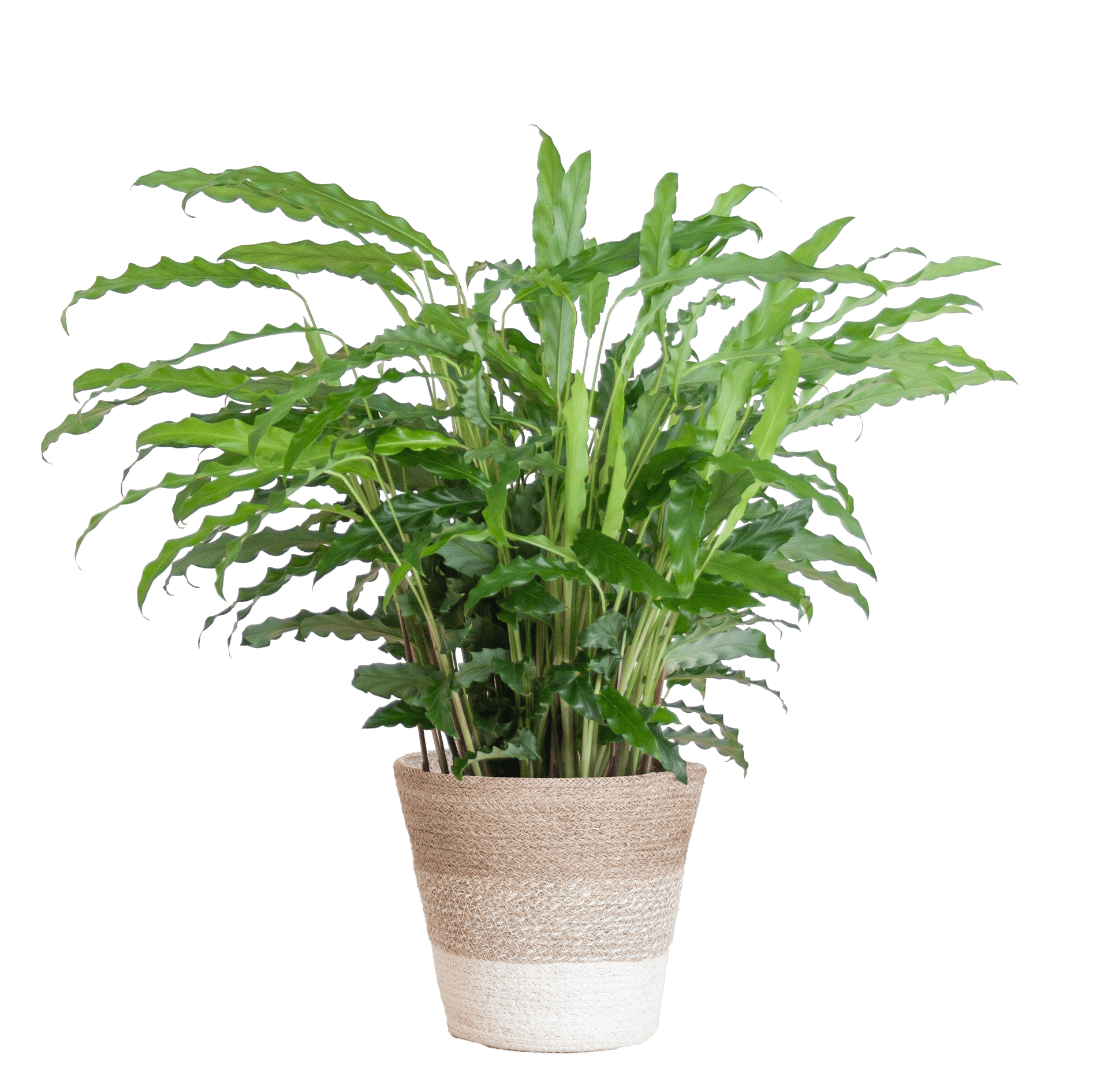 Calathea Rufibarba mit Korb Lissabon weiß - 55cm - Ø17 - Botanic-Vibes