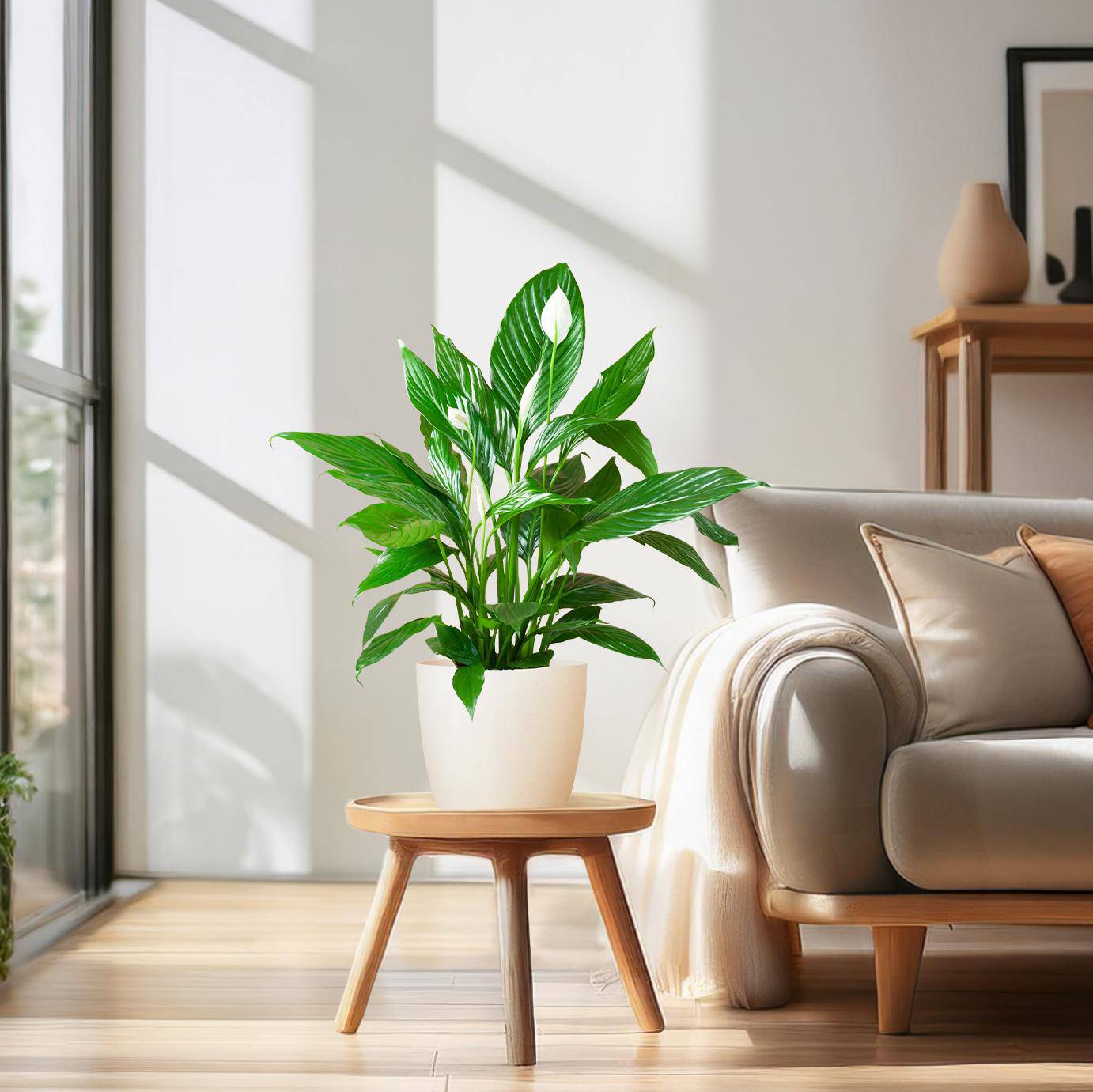 Spathiphyllum mit Viber weiß – 80 cm – Ø21 - Botanic-Vibes