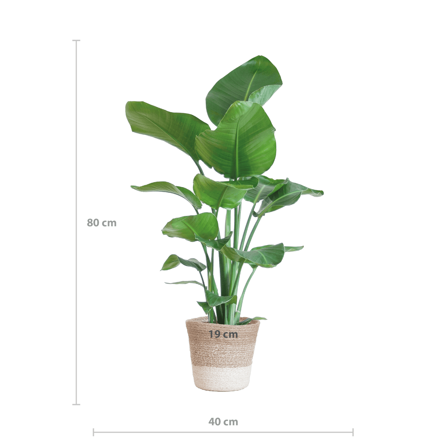 Strelitzia Nicolai met Lissabon mand wit - 80cm - Ø19 - Botanic-Vibes