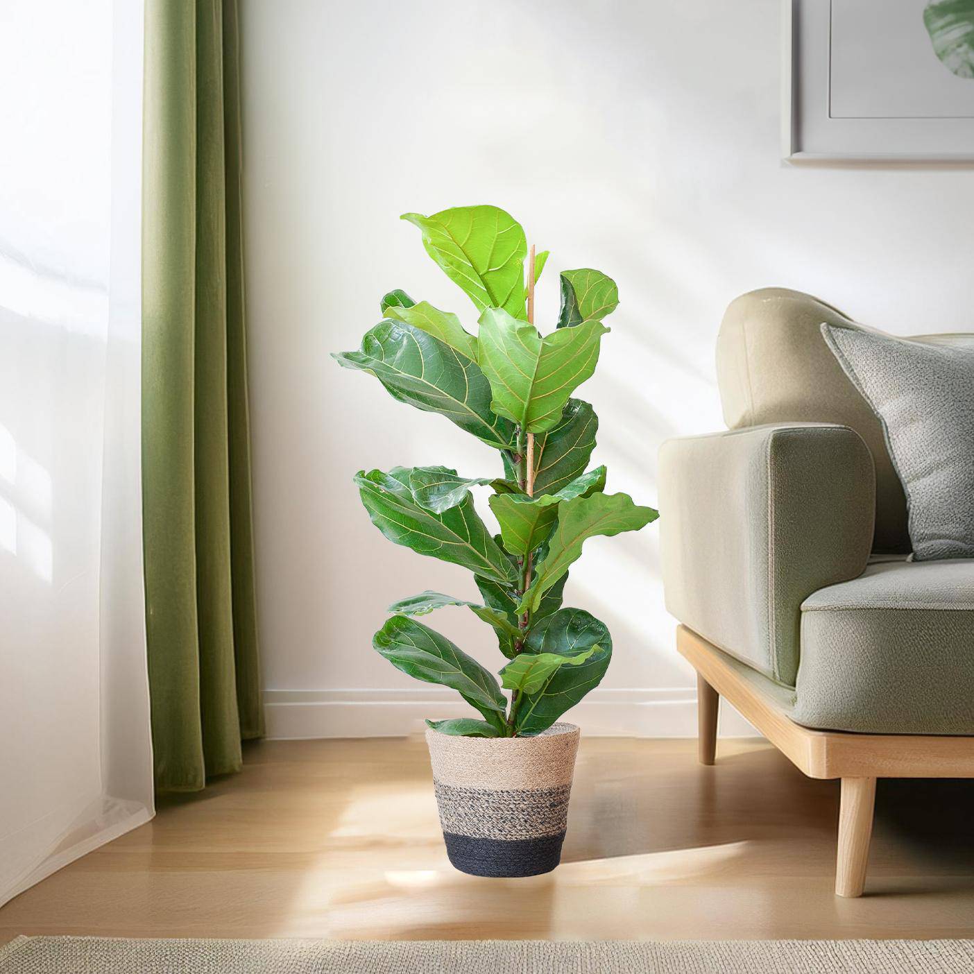 Ficus Lyrata mit Korb Lissabon schwarz - 80cm - Ø21 - Botanic-Vibes