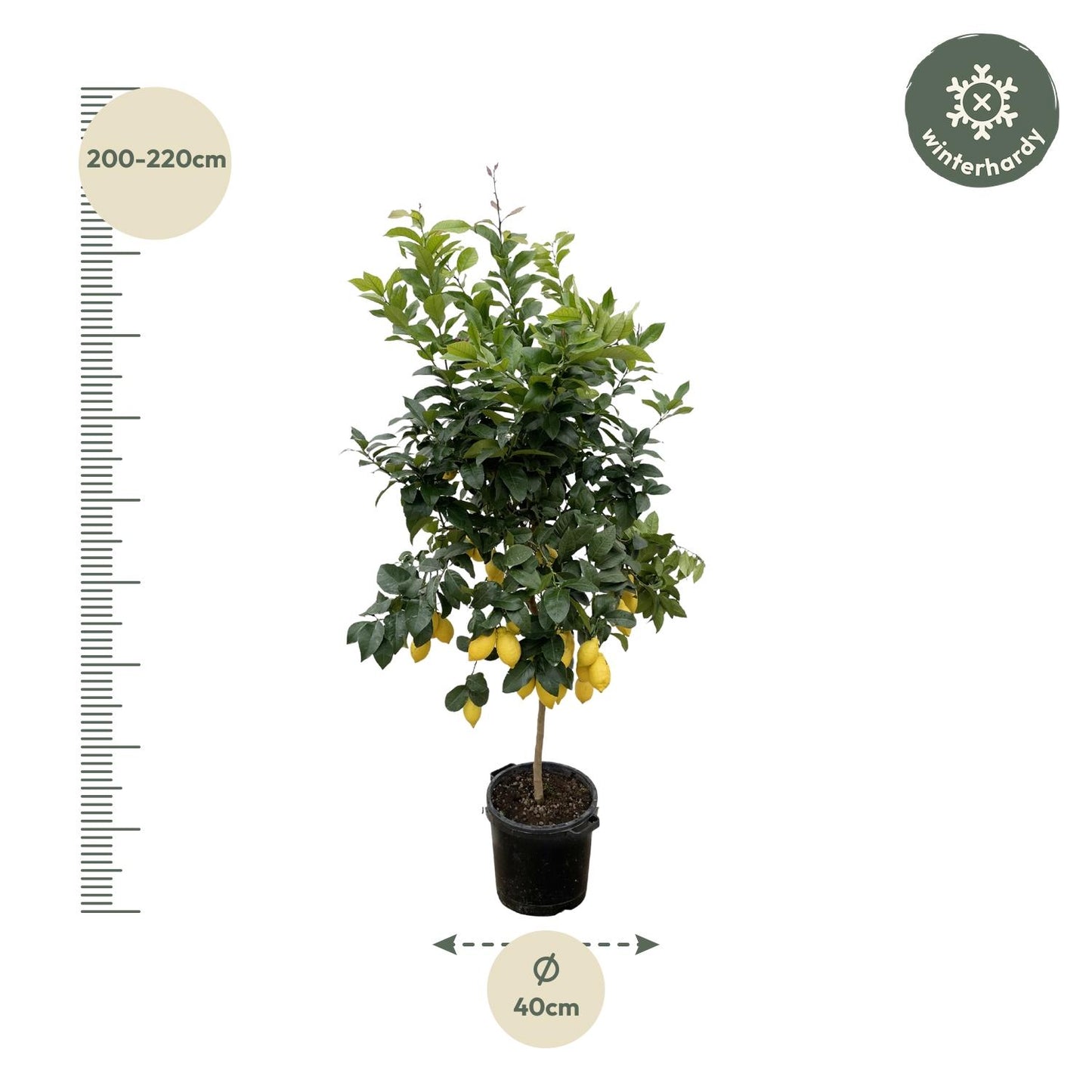 Citrus Lemon – 200 cm – Ø40