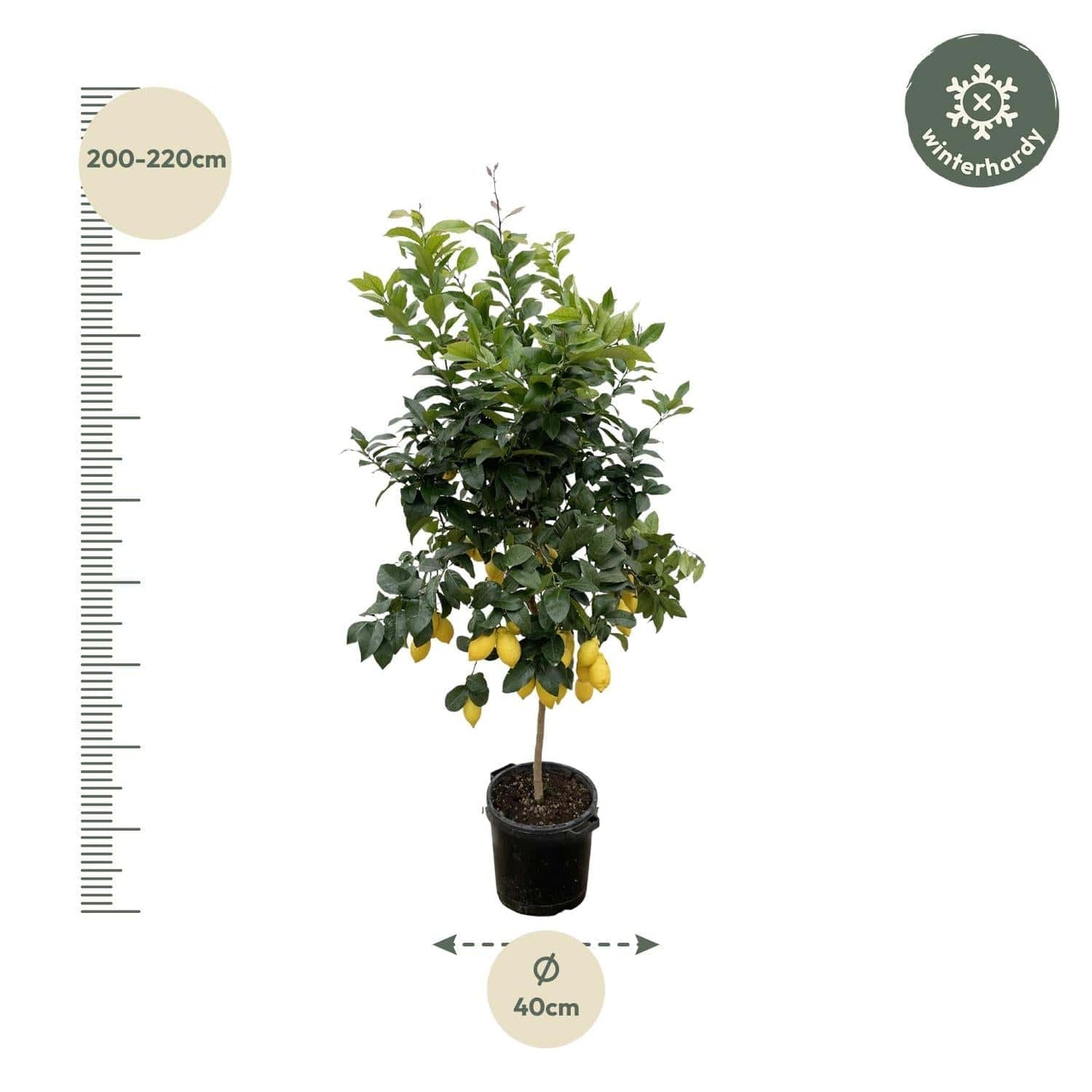 Citrus Lemon – 200 cm – Ø40 - Botanic-Vibes