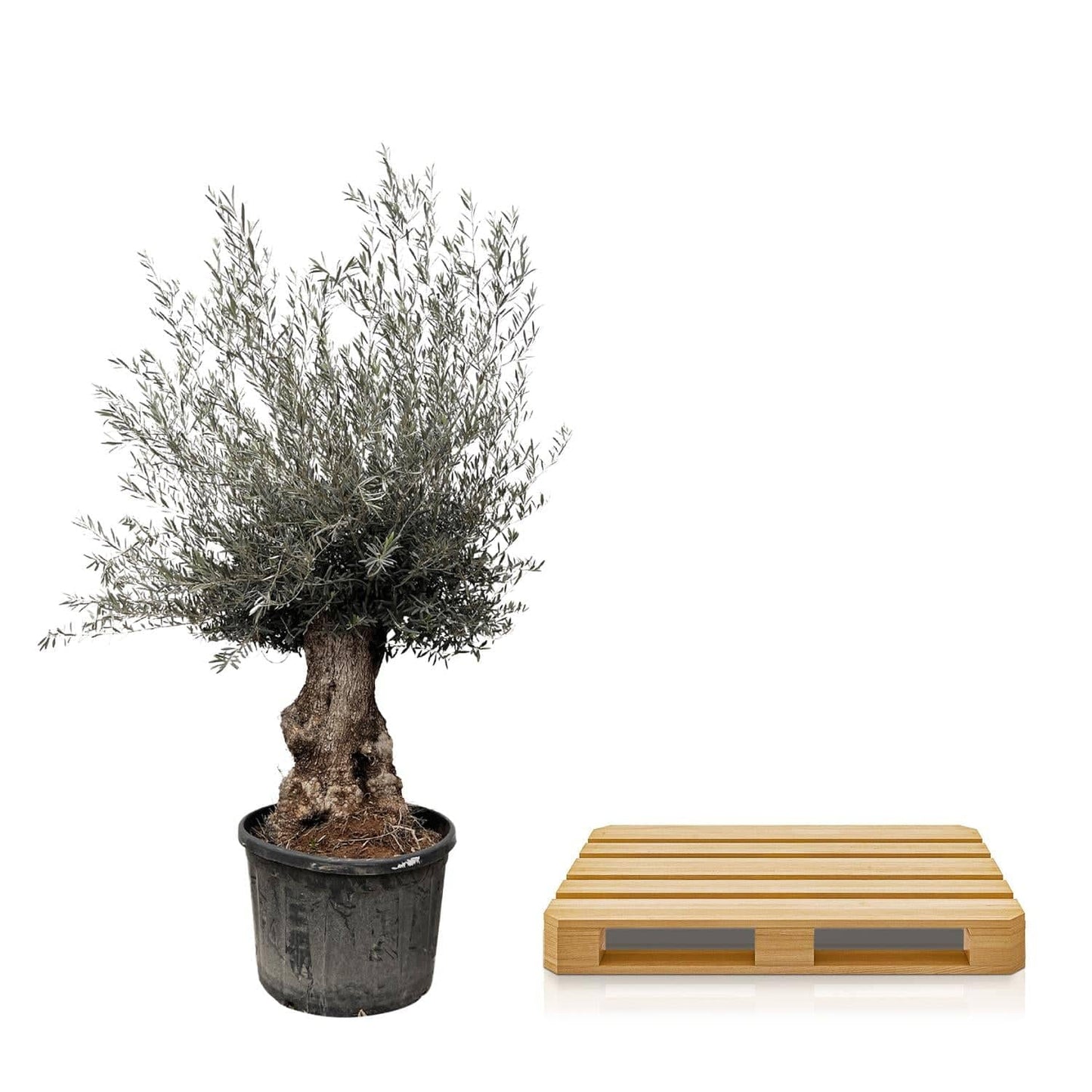 Olea europaea Bonsai – 270 cm – Ø80 - Botanic-Vibes