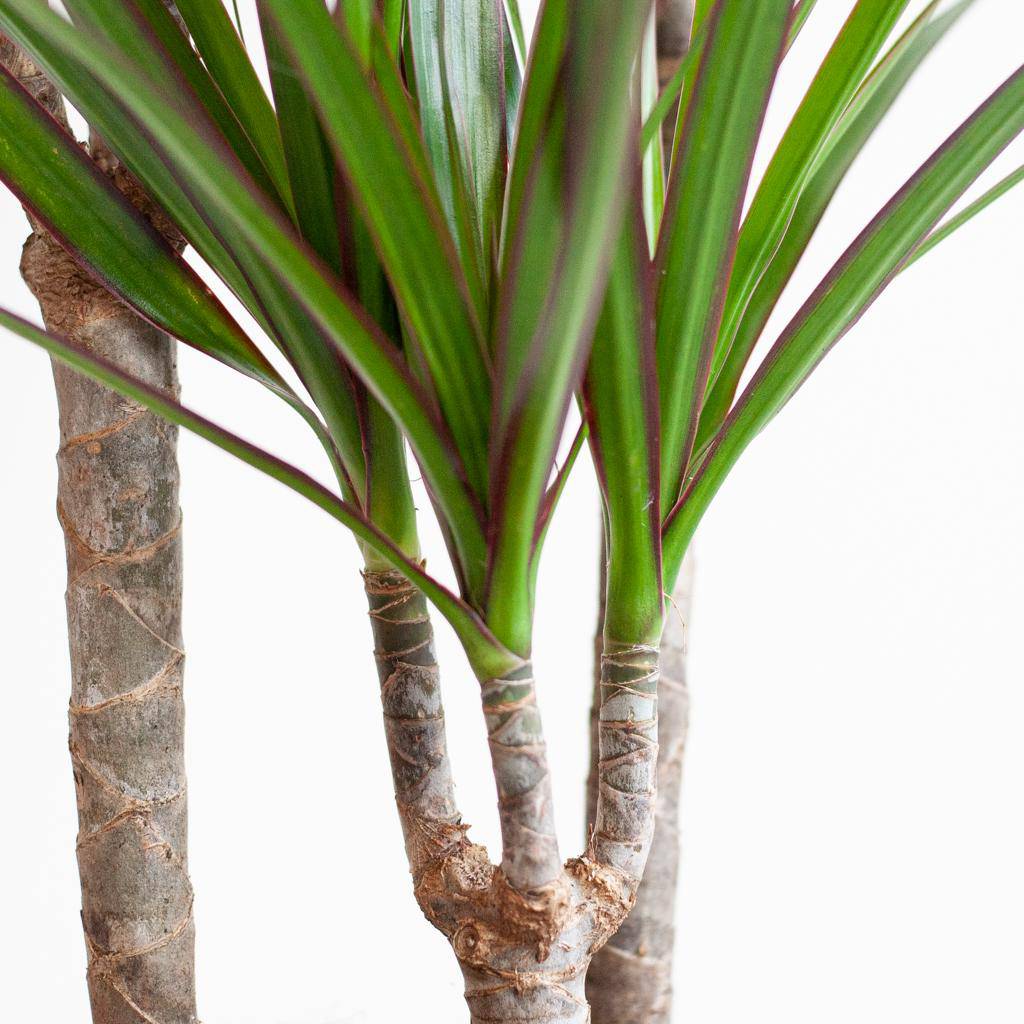 Dracaena Marginata mit Viber-Topf grau – 95 cm – Ø21 - Botanic-Vibes