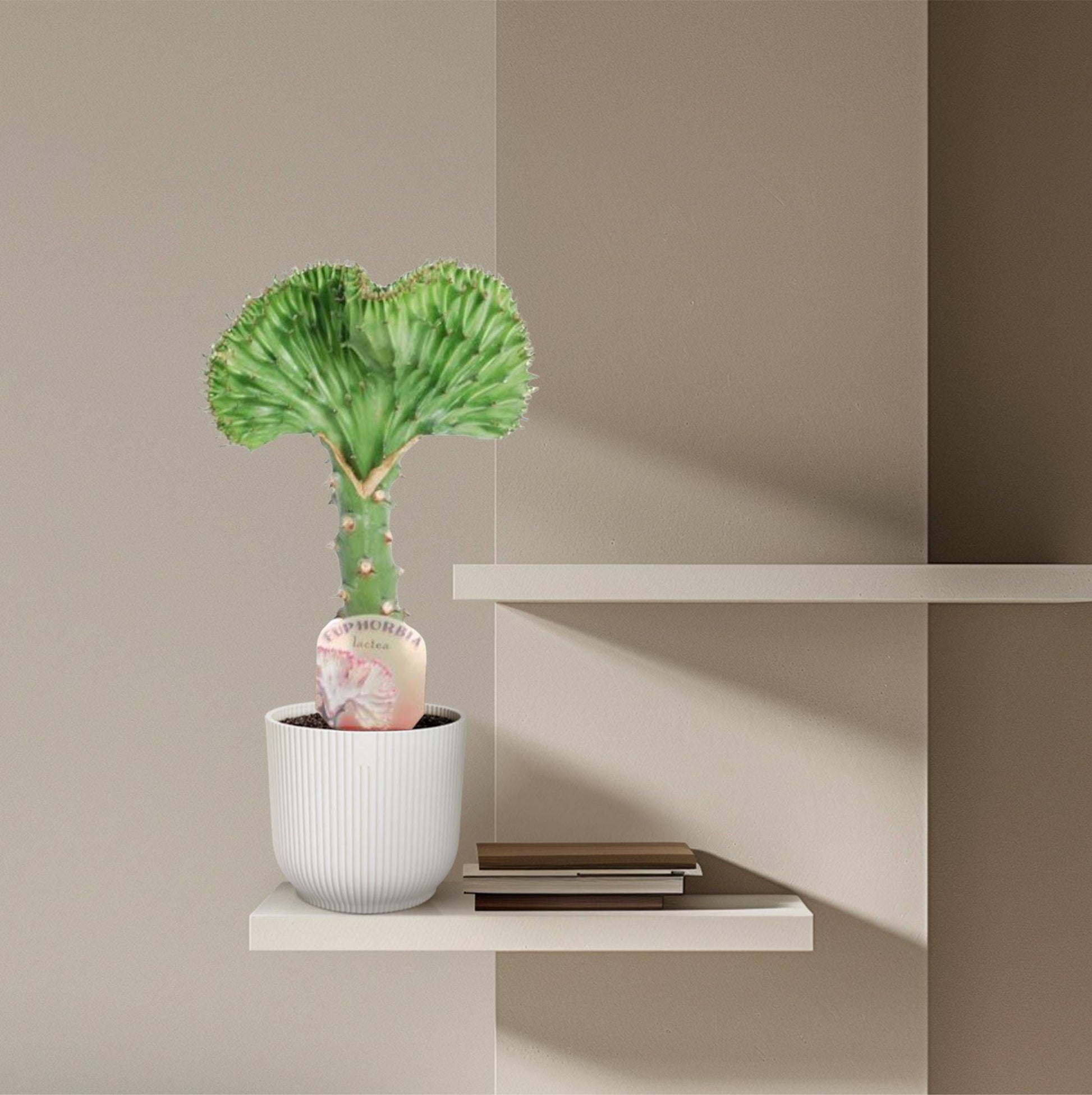 Euphorbia lactea cristata grün – 35 cm – Ø12 - Botanic-Vibes