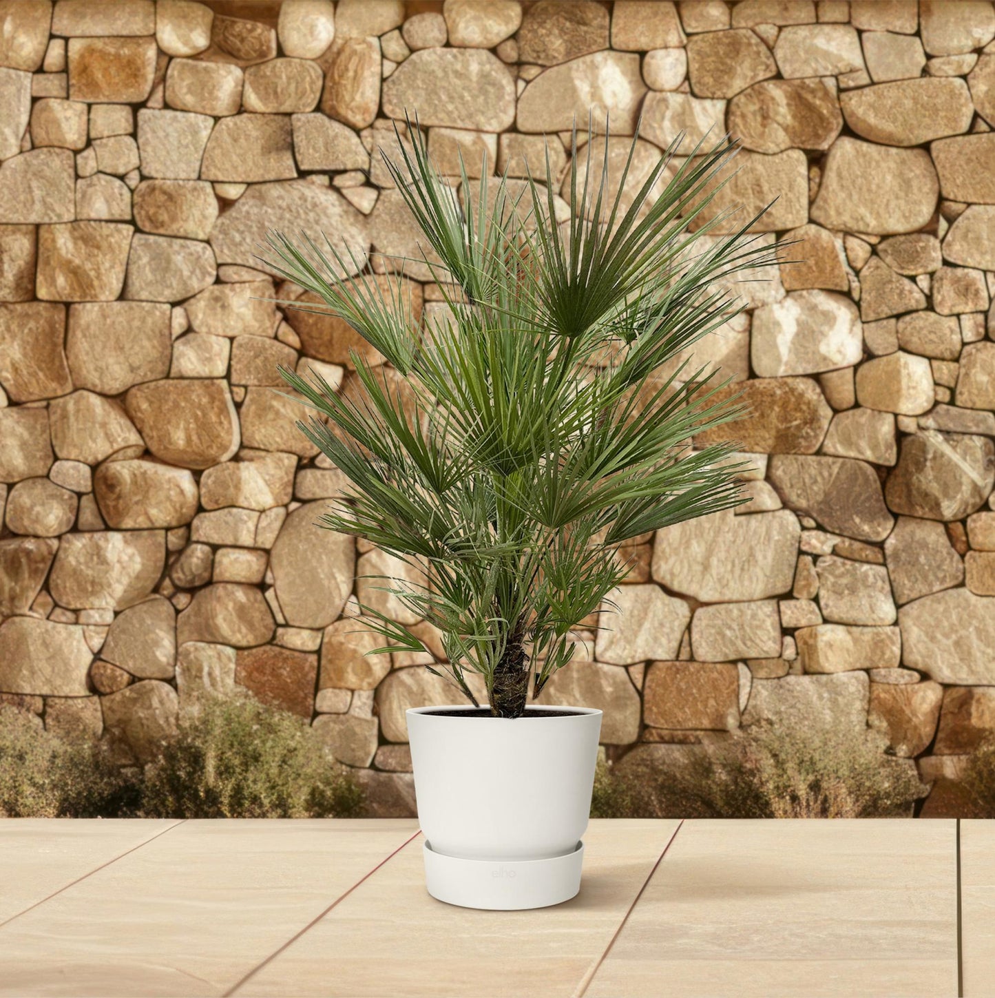Chamaerops humilis – 150 cm – Ø30