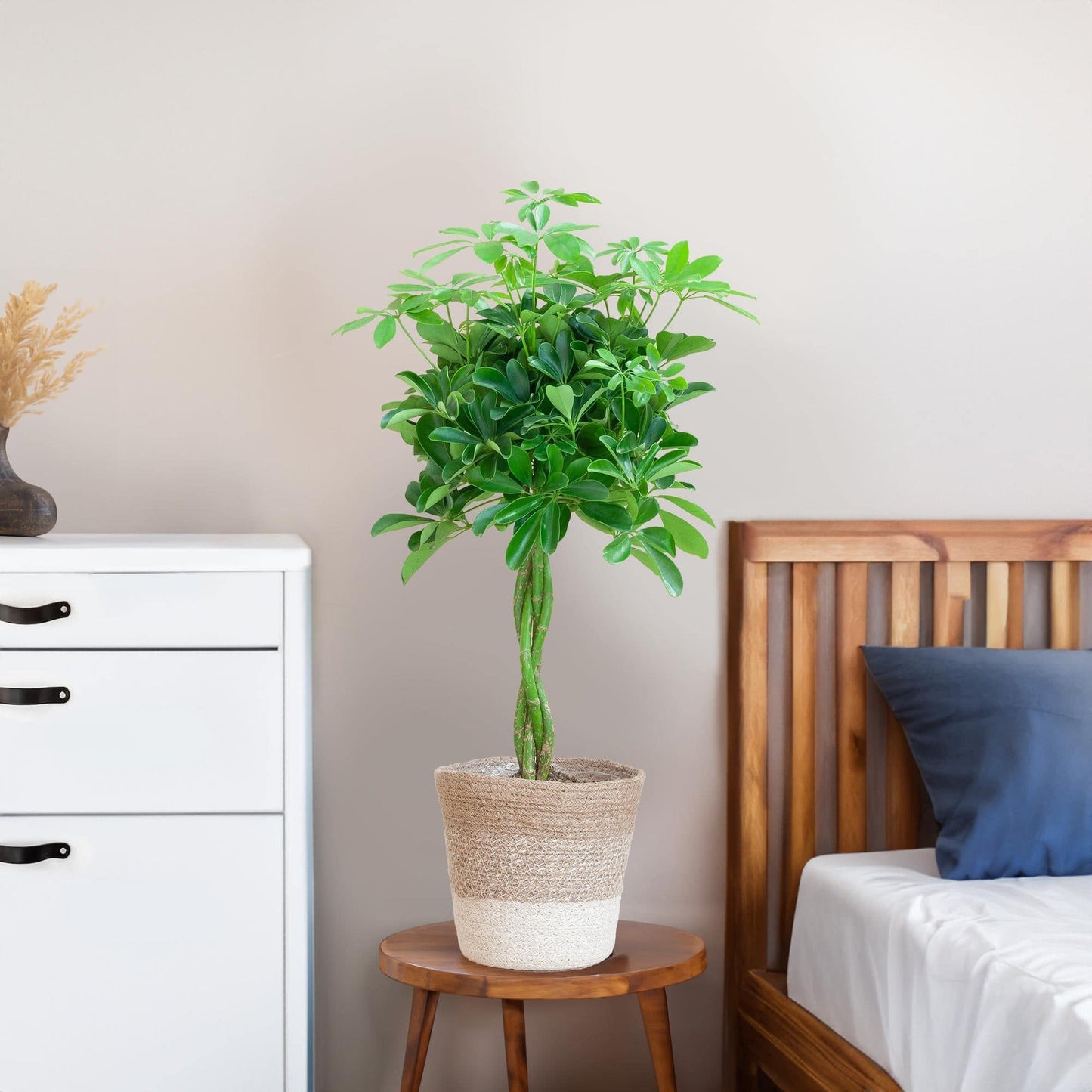 Schefflera Arab Nora mit Pflanzkorb Lissabon weiß  - 70cm - Ø21 - Botanic-Vibes