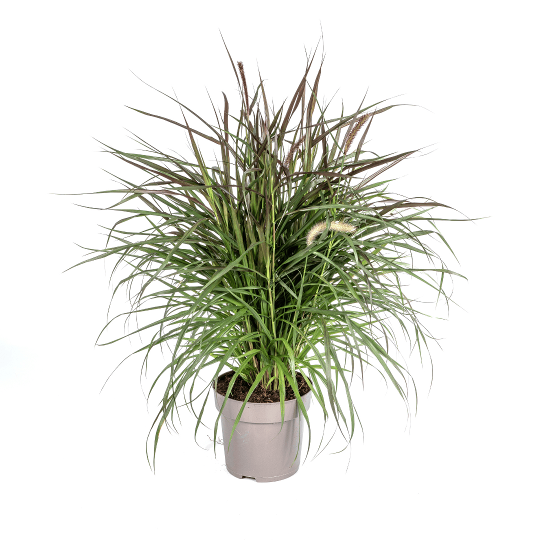 Pennisetum x advena Chelsea Ø27cm - ↕70 - 80cm - Botanic-Vibes