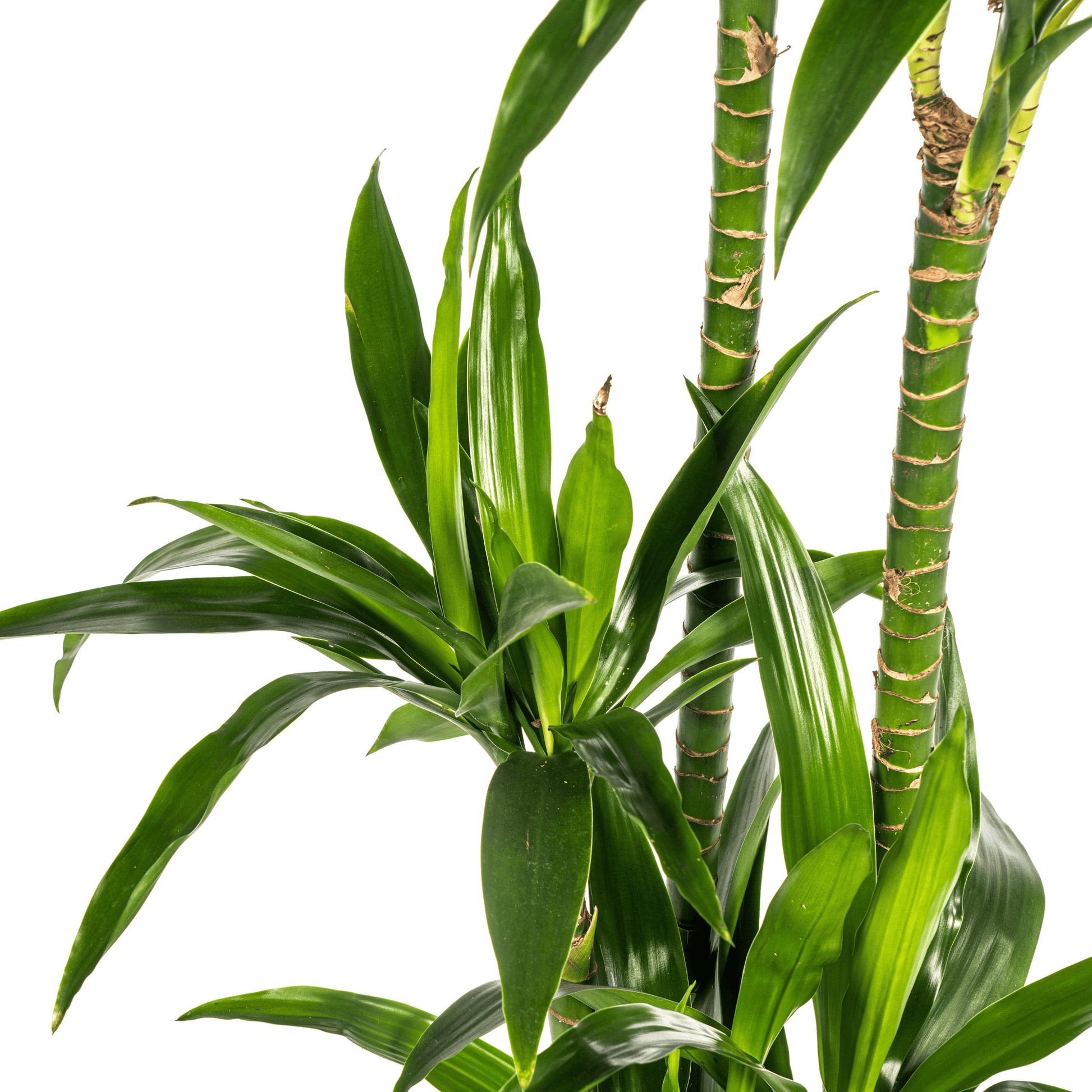 Dracaena Deremensis Lisa Ø24cm - ↕130 - 150cm - Botanic-Vibes