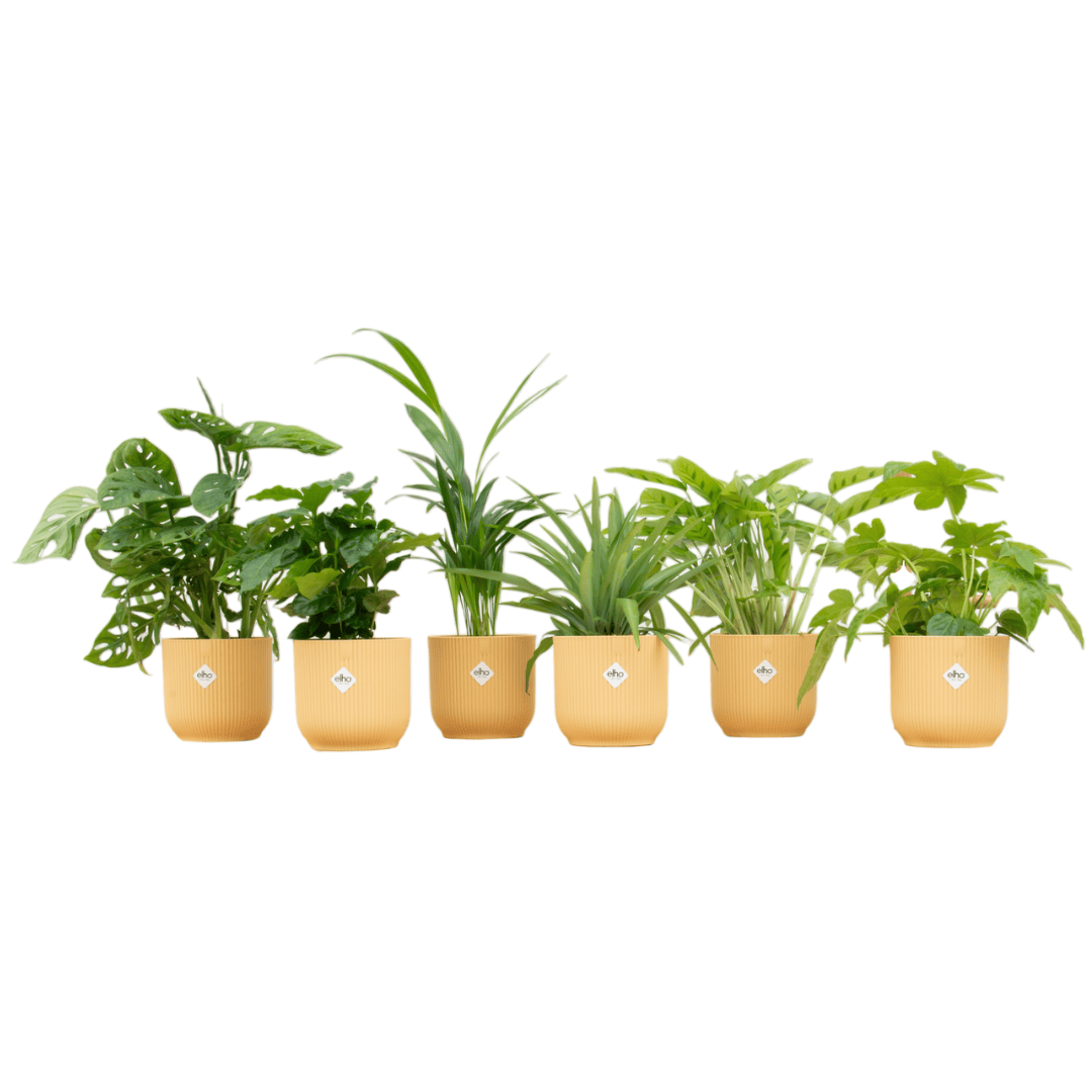 Überraschungsbox – 6 pflanzen inkl. elho vibes fold round Ø14 buttergelb - Botanic-Vibes