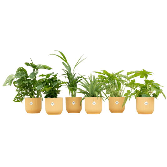 Überraschungsbox – 6 pflanzen inkl. elho vibes fold round Ø14 buttergelb - Botanic-Vibes
