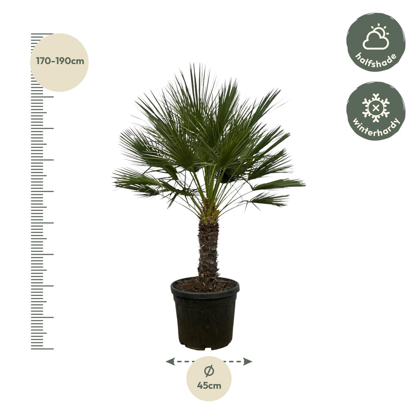Chamaerops humilis auf Stamm – 150 cm – Ø45