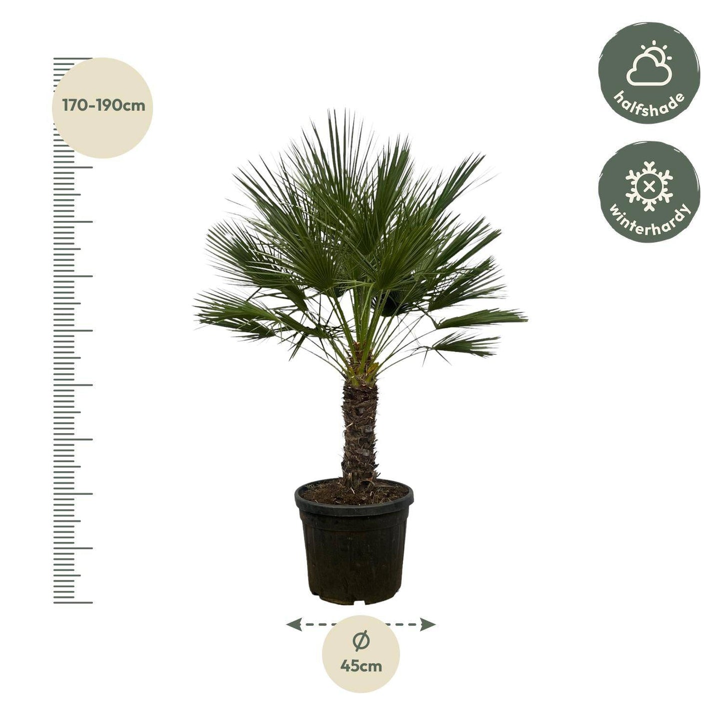 Chamaerops humilis auf Stamm – 150 cm – Ø45 - Botanic-Vibes
