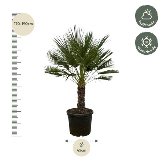 Chamaerops humilis auf Stamm – 150 cm – Ø45 - Botanic-Vibes