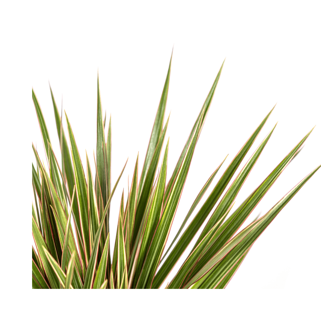 Dracaena Marginata Bicolor Ø17cm - ↕50 - 70cm - Botanic-Vibes