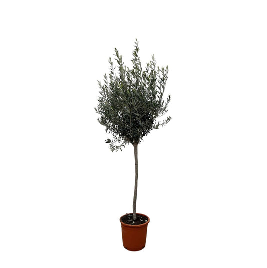 Olea europaea auf Stamm – 160 cm – Ø24 - Botanic-Vibes