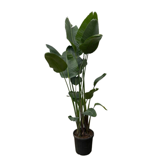 Strelitzia nicolai XXL – 250 cm – Ø50 - Botanic-Vibes