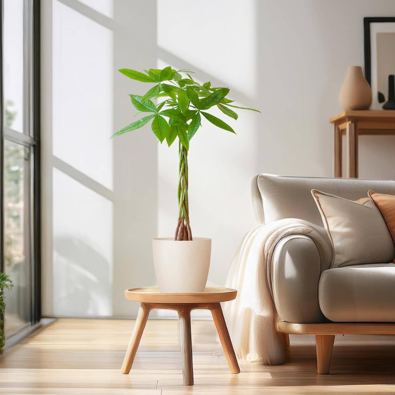 Pachira Aquatica mit Viber Weiß - 80cm - Ø21 - Botanic-Vibes