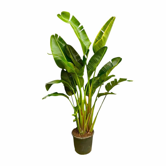 Strelitzia augusta multi-stamm XXL – 250 cm – Ø30–40 - Botanic-Vibes