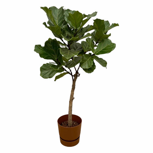 Ficus Lyrata Stamm inkl. elho Greenville Round Braun – 160 cm – Ø30 - Botanic-Vibes