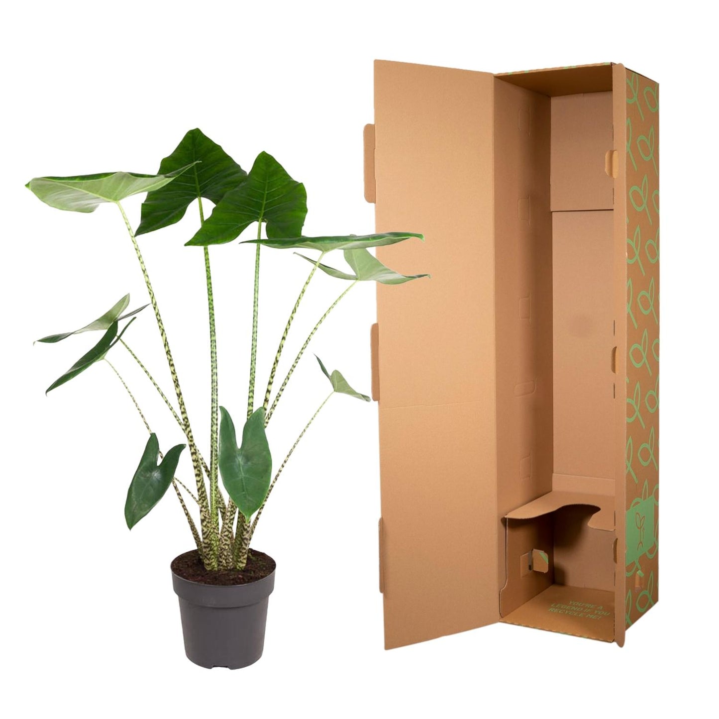 Alocasia Zebrina – 130 cm – Ø32