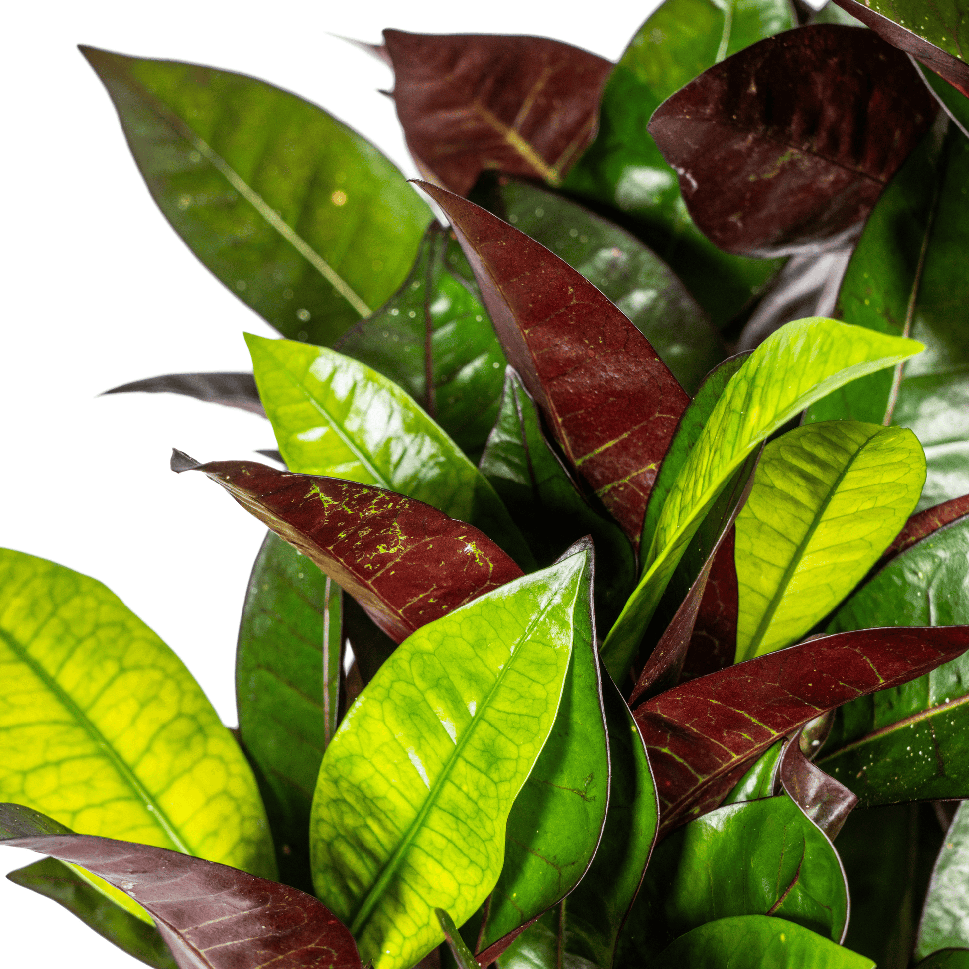 Codiaeum 'Croton' Iceton Ø21cm - ↕60 - 80cm - Botanic-Vibes